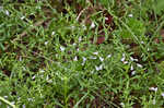 Ozark calamint